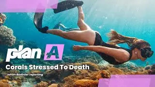 STRESSED To Death: Coral Bleaching Event Unfolding on The Great Barrier Reef