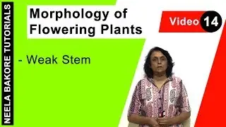 Morphology of Flowering Plants | NEET | Weak Stem | Neela Bakore Tutorials