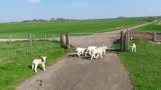 Spielende springende Schafe lustig