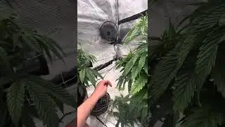 First grow in the 5X5, Day 46 Update. 