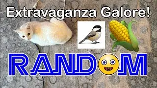 🎉 EXTRAVAGANZA GALORE! &ndash; Live Music, Comedy, Random Chaos & FUn FAn Spotlight!