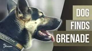 Dog Finds Grenade at Systema Training Trip to Russia in 2002
