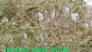 natural view