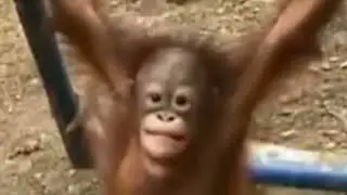 Baby Orangutan Hurts Itself and Takes It Like a Man