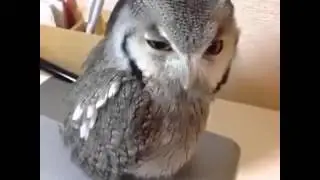 Speaking owl like human