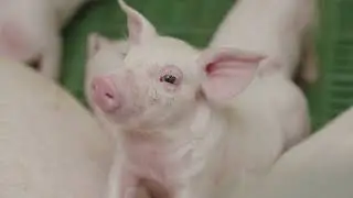 Lifecycle of a Pig
