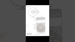 Monocot root: Zea mays | Practical write up on Monocot root-Zea mays | B.Sc. GE 3 botany practical