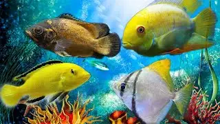 mono angel fish,Oscar fish,cichlid fish, aquarium fish,coper oscar fish,lemon oscar fish ,angel fish