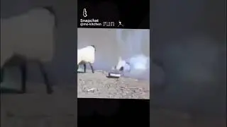 Goat attack man funny clip funnyreels#video#youtube#movieclips#latest#facebook#hollywood#instagram
