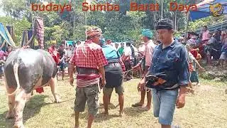 soka pateba 3 ekor kerbau weerame kampung weemaliti ||@DENAKI2018