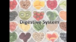 Medical Terminology Word Parts of the Digestive System