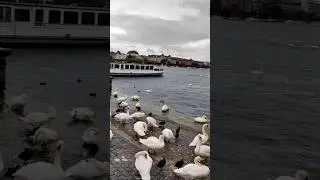 Pure bliss.#zurichlake #viral #viralshort #viralshorts