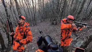 CHASSE GRAND GIBIER : Battues aux sangliers dans l'H&eacute;rault