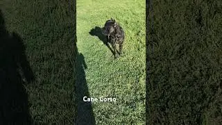 Cane Corso and Texas Spring