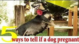 5 Ways to Tell if a Dog Is Pregnant ! dog pregnancy symptoms week by week