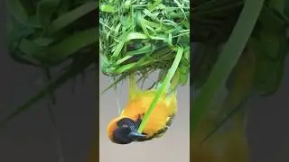 The Weaver Bird, talented nest builder