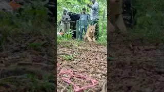 #wildcat#shots #kerala #forest #wildanimals #wild #wildlifephotography #junglecat