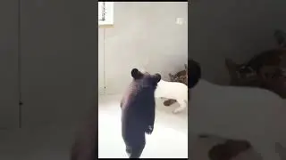 Baby Bear vs Baby Goat #funny #fight #animal #bear #goat #baby #cute #viral #animalvideo