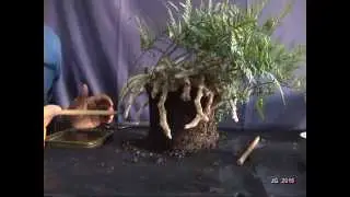 Kusamono Davallia  Bola de Keto  Enero 2015  JG 2015
