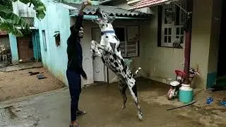 Great dane jumping #