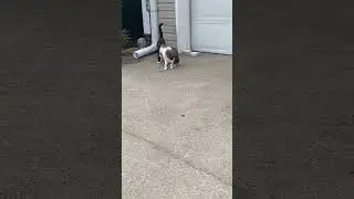 #straycat #cats #cat #short #outdoors #outdoorpets #feral #feralcats #feralcat #motherdaughter #here
