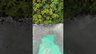 Forest near the beautiful beach