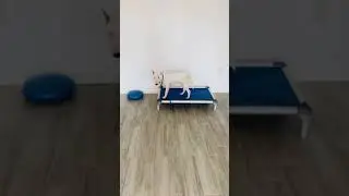 Houston Dog Training Puptown Houston Dexter Bull Terrier Stay Training Texas 77084