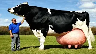 डेयरी बिजनेस में ये गाय आपको बना देगी करोड़पति | Highest Milk Producing Cow | HF Cow