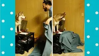 Funny Dogs Reaction To Owners Disappearing Behind Blanket | Funny Pets