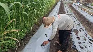 SMART TIPS FOR PLANTING CUCUMBER FOR FASTER GROWTH IN THE FIELD!  -Agriculture Farming