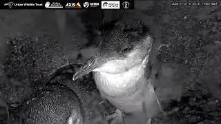 Blue Penguin Nest, New Zealand 2025/11/21