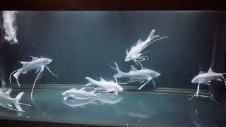 Polydactylus macrophthalmus 巨型千手佛