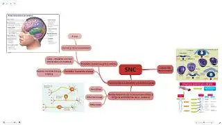 a1 Desarrollo del SNC