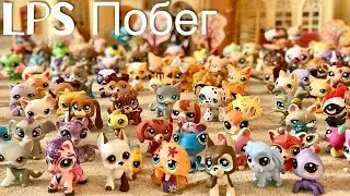 LPS / ПОБЕГ или Вся Моя Коллекция lps / Littlest pet shop