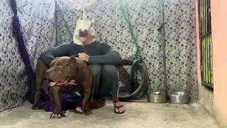 Pitbull hulk🔥 #pitmonsters 