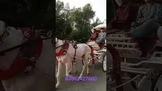 Horse Carrige on Raod| Baggi Coming#wedding #viral#shortvideo#video