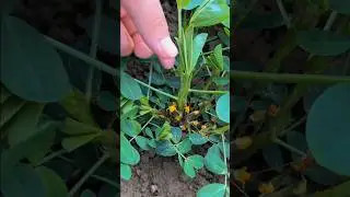 Tips to grow high yields peanut #smartfarming #gardeningtips #organicfarming