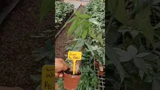 పచిరా #flower #nursery #flowernursery #rose #nurserylive #plantnursery #gardening #newnursery