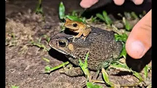 Laughter Catches Tree Frogs  Catching frogs on land is funny  Funny frog cute