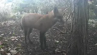 Fierce Bunnies Rid Garden of other wildlife (spoof!)