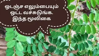 எலும்பொட்டி - Elumbotti