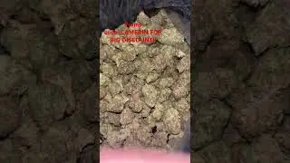THCA SMALL BUDS.com gelato cheap pound 🔥 promo code CAMERIN FOR HALF OFF