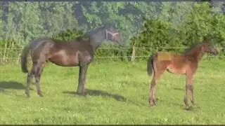 2020  Foal   Murka's Gem x Future Golden Glove