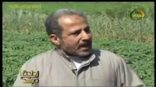 زراعة البطاطس فى الارض الطينية طرق تجهيز الارض والتقاوى للزراعة والمعاملات الزراعية وعلاج البرودة
