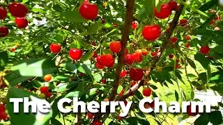 Our Juliet Cherry Tree:   Loaded with fruit