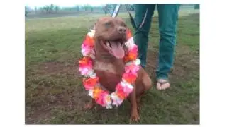 Hawaii Pet Quarantine