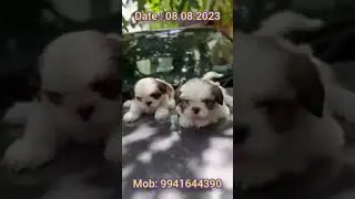 #shizhou | #doglovers #cute | nikipetfarm