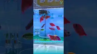 A dual-food fish feeding tray that keeps the tank water clean