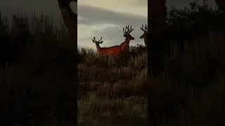 One of the finest trophy elk and mule deer hunting properties