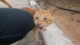 Homeless cat in Ras Al Khaimah, UAE: ED SHEERAN #cat #cats #EdSheeran #emirates #pet #ae #UAE #pets